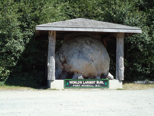 World Largest Burl